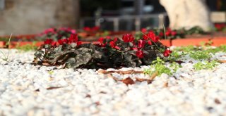 Mersin?de Çiçekler Kışın Da Solmuyor
