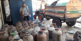 1 ton 500 kg bozuk zeytin imha edildi