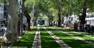 Asırlık çınarlar koruma altında