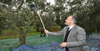 Başkan Aktaş'la hasat zamanı