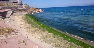 MUDANYA BELEDİYESİ ALTINKUM SAHİLİNİ GÜZELLEŞTİRDİ!