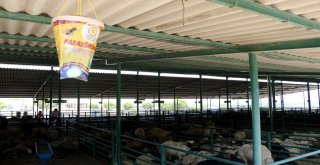 Kurban Bayramı Öncesi Büyükşehir'den 'Sağlık' Tedbiri