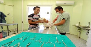 BÜYÜKŞEHİR'DEN PET-SHOP EĞİTİMİ