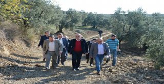 MUDANYA’DA AĞAÇLARI KESİLEN ZEYTİN ÜRETİCİSİ ÇÖZÜM  BEKLİYOR