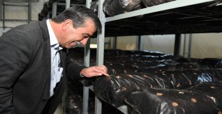 Büyükşehir Çiftçiye Umut Olmayı Sürdürüyor