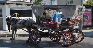 MUDANYA BELEDİYESİ ZABITA EKİPLERİ ÇEVRE KİRLİLİĞİNE NEDEN OLAN FAYTONCULARA UYARIDA BULUNDU!
