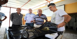 Büyükşehirden Akdeniz Meyve Sineği İle Kültürel Mücadele