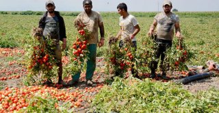 Karacabey'de domates hasadı başladı