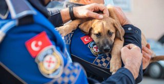 Aracın çarptığı yavru köpeği zabıta sahiplendi