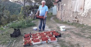 Büyükşehir'den Aldığı Destekte Çilek Üreticisi Oldu
