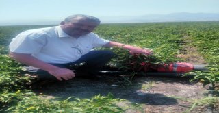 BÜYÜKŞEHİR'DEN MARAŞ BİBERİ'NE DESTEK