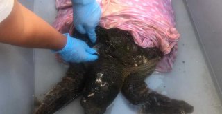Yaralı  caretta caretta tedavi altına alındı