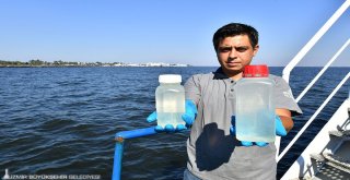 Vatozlar da Körfez'e döndü