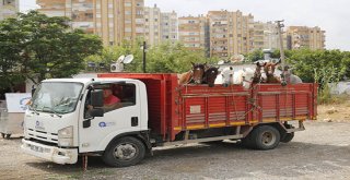 Antalya’da fayton faaliyetleri sona erdi