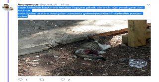 Yaralı kedi için Türel’den yardım istedi