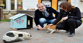 KEDİLERE YENİ EVLER MUDANYA BELEDİYESİ’NDEN