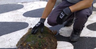 İzmir Körfezi’nde kıyıya vuran caretta caretta kurtarıldı