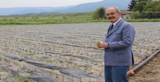 İPEK BÖCEKÇİLİĞİ BÜYÜKŞEHİR İLE CANLANIYOR