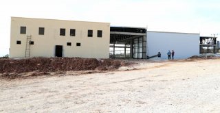 Büyükşehir'in Zeytin İşleme Tesisi Gün Sayıyor