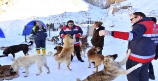 BÜYÜKŞEHİR VE STK'LAR SOKAK HAYVANLARININ YANINDA