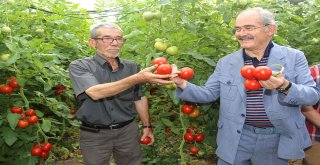 BÜYÜKŞEHİRİN DOMATESLERİNDEN ÇİFTÇİYE 5 MİLYON GELİR