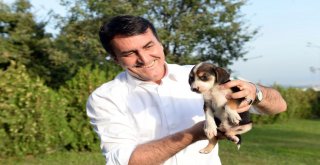 Osmangazi'de 493 Sokak Hayvanı Sıcak Yuvaya Kavuştu
