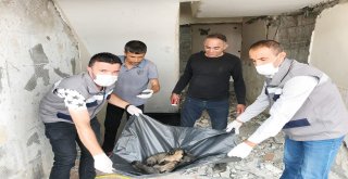 YAVRU KÖPEKLER KORUMA ALTINA ALINDI