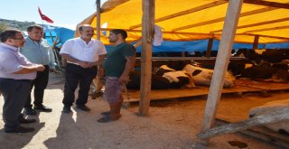MUDANYA’DA KURBAN SATIŞ VE KESİM YERLERİ BELİRLENDİ