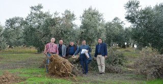 GÖLETE SU TAŞIMAK İÇİN ZEYTİN AĞAÇLARINI SÖKTÜLER