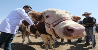 BÜYÜKŞEHİR'İN KURBAN SAĞLIK TİMİ İŞ BAŞINDA