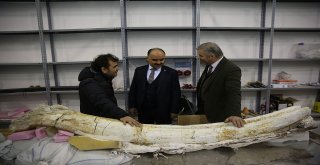 Kayseri'de 7,5 Milyon Yıllık Fosiller Bilimin Merkezinde