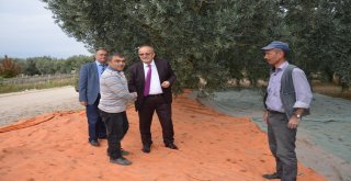 BAŞKAN SARGIN ÇİFTÇİLERLE ZEYTİN SEZONUNU AÇTI