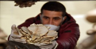 Büyükşehirle Emekler Kazanca Dönüyor