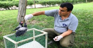 Hayvanların Yaraları Burada Sarılıyor