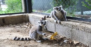 Hayvan Parkının Yeni Misafirleri; Lemurlar