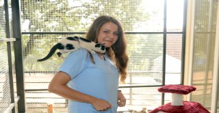 Can Dostları Osmangazi'de Sahiplerini Bekliyor